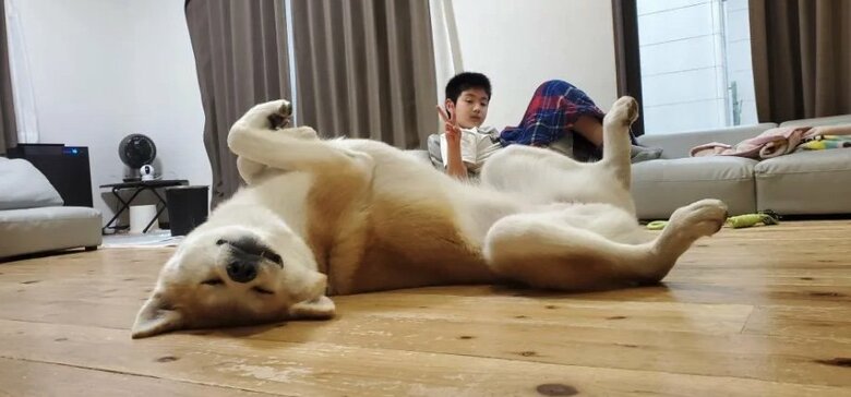 提供：秋田犬 杏(あん)と蓮(れん)さん