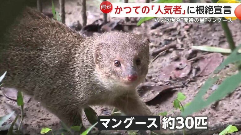 “ハブ退治の期待の星”としてマングース約30匹を野に放った