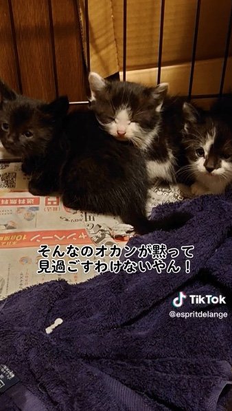 提供：エンとちぃさん