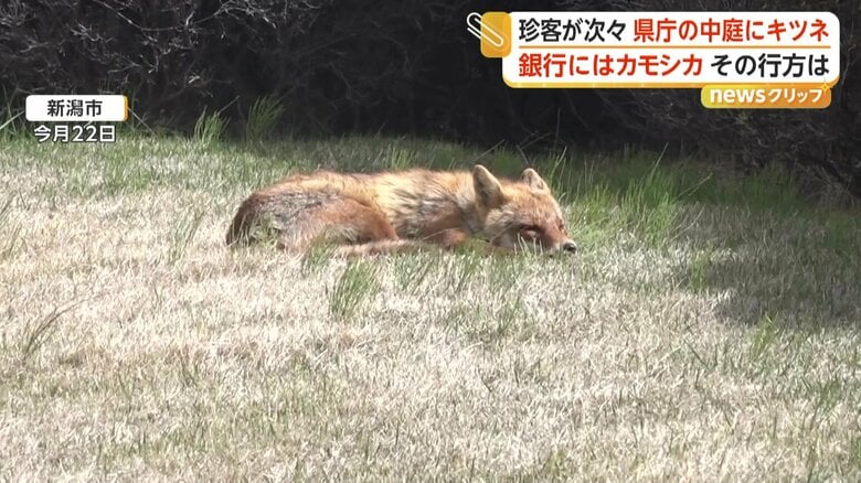 新潟県庁の中庭で寝ていたキツネ