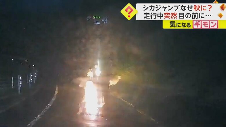 シカがガードレールを跳び越え、バイクの前を走り抜ける瞬間⑧