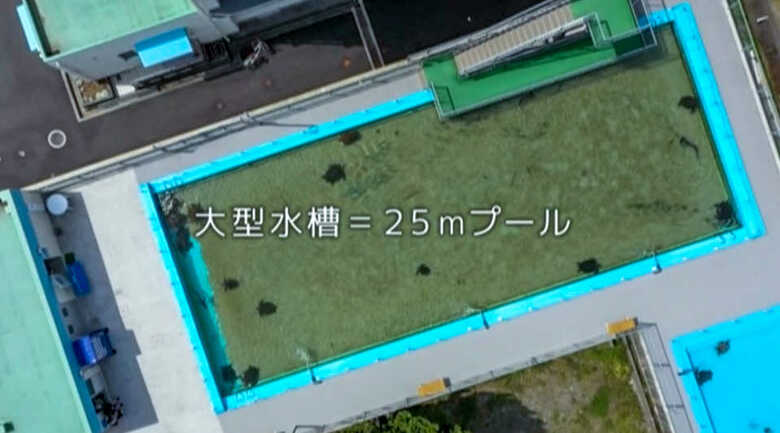25mプールは大型水槽。サメやウミガメが泳ぐ