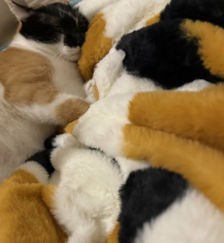 ルームウエアの柄の配置が完全に一致