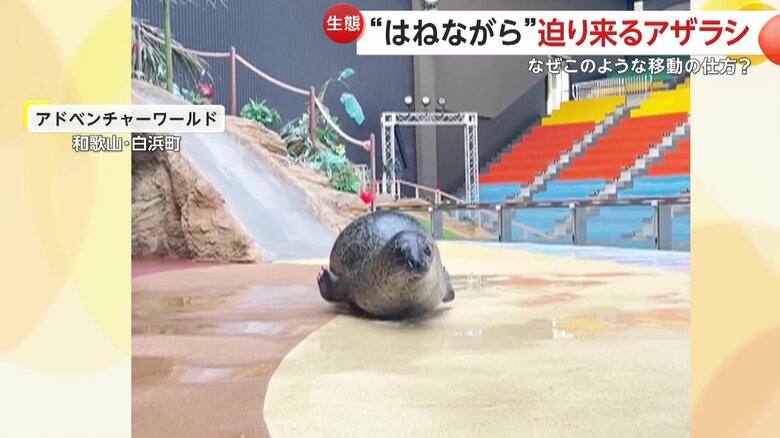 陸上ではなぜか“跳ねるような”移動方法をしているアザラシ