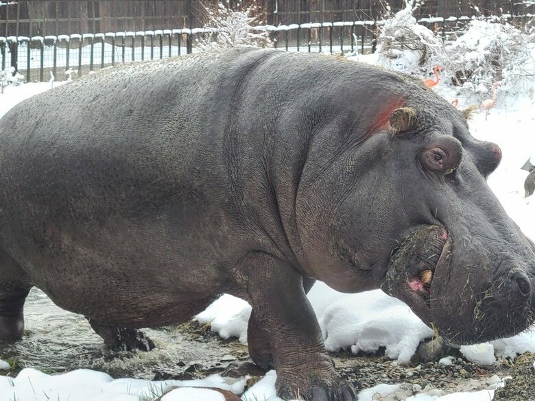 カバキチくん（提供：那須サファリパーク）