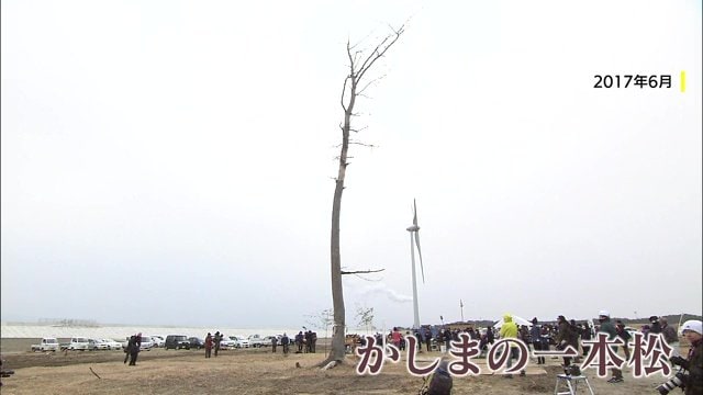 かしまの一本松