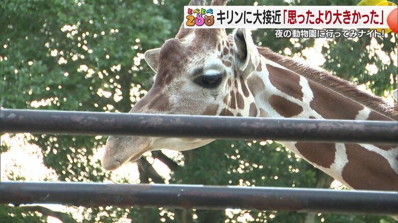 普段は入ることができない場所から動物を見られるところ