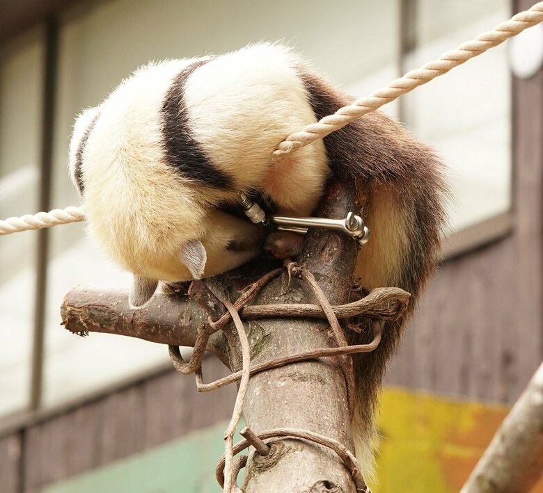 「いらっしゃいませ」お辞儀して歓迎？（提供：伊豆アニマルキングダム）