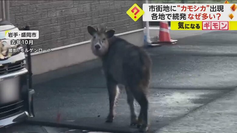 路上でカメラを見つめるカモシカ
