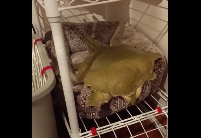 まるで猫？布団で寝るさんちゃん