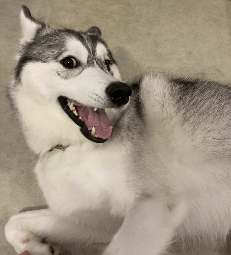 得意げな顔の硯くん