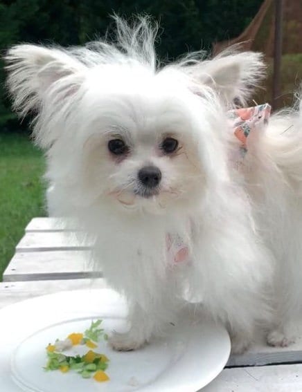 提供：かわいーぬさん