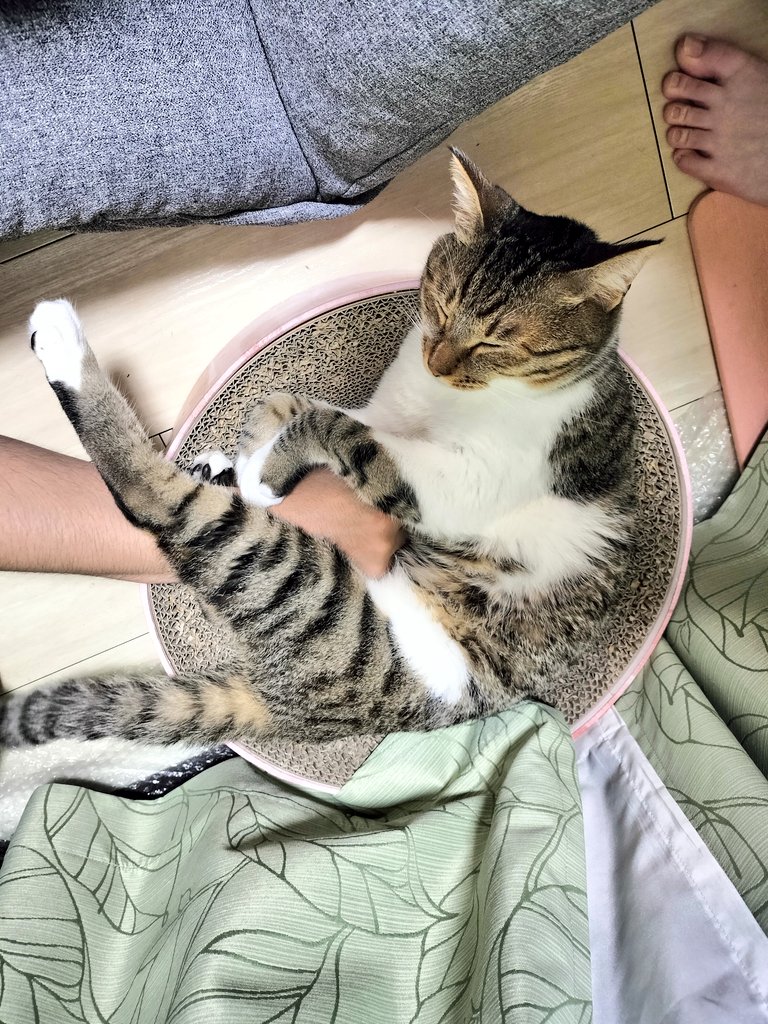 提供：猫のテトさん