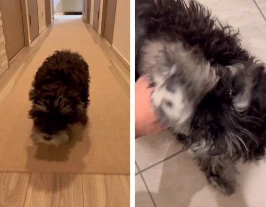 こちらは今年3月のテオくん。転がるように飼い主さんのもとに滑り込む姿には「スライディングお出迎え」の片鱗が…