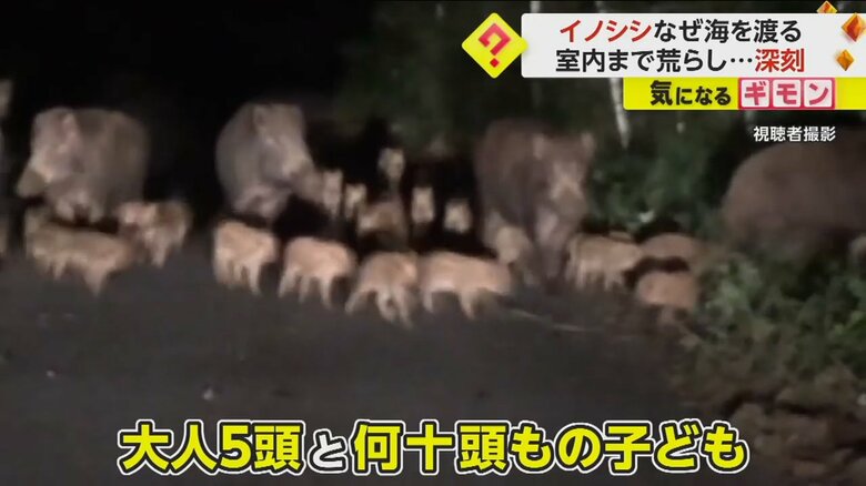 大人5頭と何十頭もの子どものイノシシが、道をふさいでいる