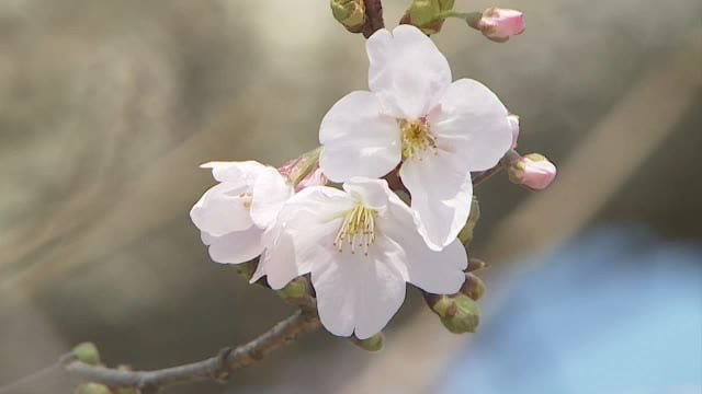 【速報】鳥取で桜開花　２０２３年より１０日遅く