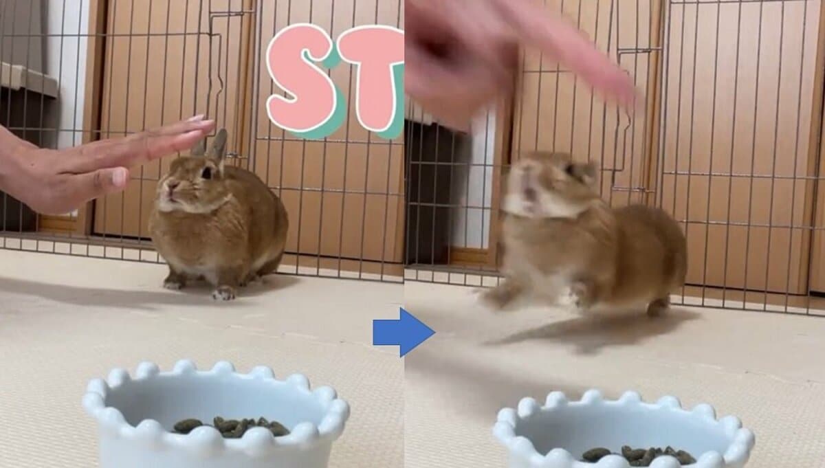 うさ様の着ぐるみを被ったわんちゃん しっかり 待て ができるうさぎが賢い 芸達者ぶりを飼い主に聞いた Fnnプライムオンライン