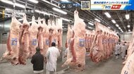 「価格は高いが品質は上々」広島県産 牛肉の品評会　出品２３頭中１９頭が最高ランクの「A５」に
