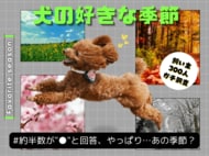 【飼い主300人に調査】犬の好きな季節、約半数が●を選択！愛犬のウキウキエピソードに共感の嵐！