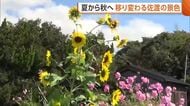 夏から秋へ移り変わる“佐渡の景色”　ヒマワリとコスモスの共演！川では落ち鮎漁も「すごく自然が豊か」新潟