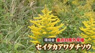 「外来種だから悪ではない」植物の生育を阻害する“厄介者”をアロマオイルに【島根発】