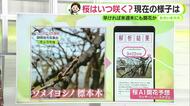 土日は日差し回復　静岡県内の桜は早ければ来週末に開花か　【静岡・ただいま天気　3/13】