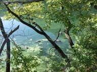 福山市所有の農業用ため池　大型車用等「廃タイヤ」31本が不法投棄　市は被害届の提出も検討　広島・福山