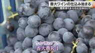 まろやかな味わいに…香川大学が開発のワイン用のブドウ「香大農Ｒ－１」仕込み作業開始【香川・さぬき市】