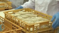 人気のソフト麺にも…『学校給食』にも影を落とす中東情勢 コスト抑えながら質を確保する現場の奮闘