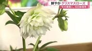 「冬の貴婦人」クリスマスローズ５００鉢　柴田町で展示即売会　市価の３割安く〈宮城〉