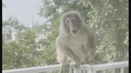 「窓をバンバン」「網戸を開け閉め」ベランダから住民威嚇するサル…専門家「じっと見つめるのは“危険”」【宮城発】
