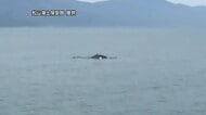伊予市沖でクジラ　体長約１０メートルか　宇和海でも相次いで目撃「興味本位で近づかないで」【愛媛】