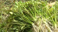 1年の健康を願う…春の七草 7日を前に「セリ」の出荷最盛期【岡山・久米南町】