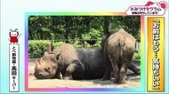 みつけタグラム サイの背中に乗っているのは…【愛媛】