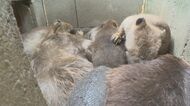 ビーバーの赤ちゃん4匹誕生