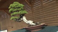 海外客がコロナ禍で来日困難…“地元愛好家”のすそ野拡大へ 高松盆栽の郷フェスタ開幕【香川・高松市】