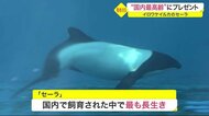 “国内最高齢”にプレゼント イロワケイルカのセーラ 仙台うみの杜水族館