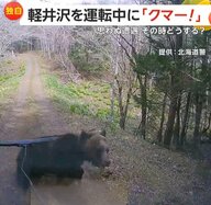 【独自】「クマー！」軽井沢を運転中に“ツキノワグマの親子3頭”　専門家「刺激を与えずに距離を空けて」遭遇時の対処法を解説　長野