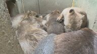 ビーバーの赤ちゃん4匹誕生　おうち”の缶詰状態”をクラファンで解決　「日本一触れ合える聖地に」【福岡発】