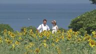 台風で倒れるも…「その生命力の強さに感動」例年より1週間ほど遅れ咲き始めたヒマワリ広がる大分の絶景