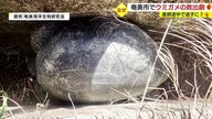 側溝にはまったウミガメ救出の一部始終　島民が“結いの心”でひとつに「もう、はまらないでね」【鹿児島発】