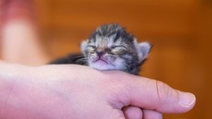 「小さな命を助けたい」もう一つの命・・・コロナ禍に漂うペットを守る人たちの苦悩