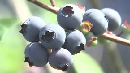 ブルーベリーの収穫始まる　福井市内の農園に約60種・2000本　8月中旬まで続く