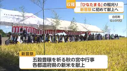 天皇陛下に献上される新米「ひなたまる」初の大役へ 白石町で稲刈り【佐賀県】