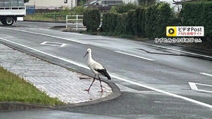 春に“電柱の巣”で生まれたコウノトリの可能性 住宅街で確認 親鳥とみられる“つがい”も稲刈り後の田んぼに飛来