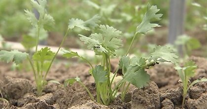 「成長が止まった」パクチーが猛暑で大打撃　農場には「北海道からも沖縄からも欲しいと問い合わせ」例年の5倍