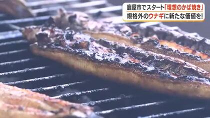 鹿屋市でスタート「理想の蒲焼き」　規格外のウナギに新たな価値を！【鹿児島】