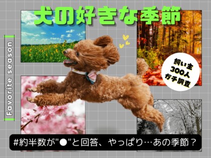 【飼い主300人に調査】犬の好きな季節、約半数が●を選択！愛犬のウキウキエピソードに共感の嵐！
