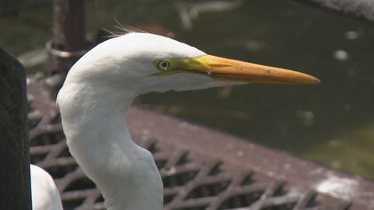 暑さによるストレスが要因か　富山城址公園で起きた71羽のサギ大量死 「サギには汗腺がない」