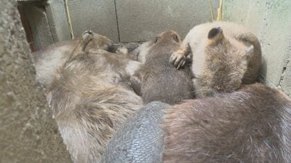 ビーバーの赤ちゃん4匹誕生　おうち”の缶詰状態”をクラファンで解決　「日本一触れ合える聖地に」【福岡発】